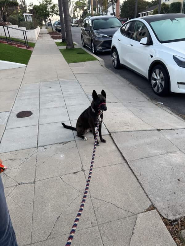 A picture of a black dog named Bowie sitting, taken on August 31 2025 at 6:38 am